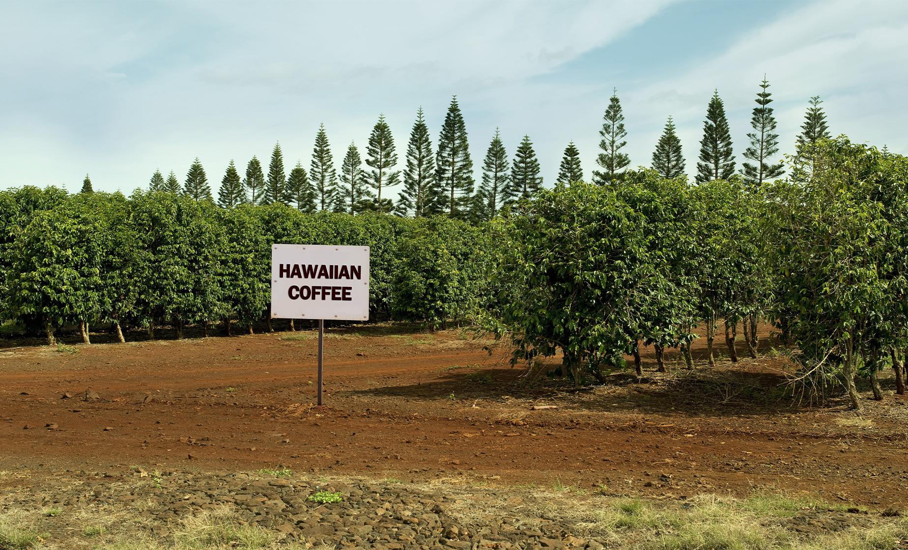 Kona Coffee, Green Sea Turtles & Historical Park - Image 1