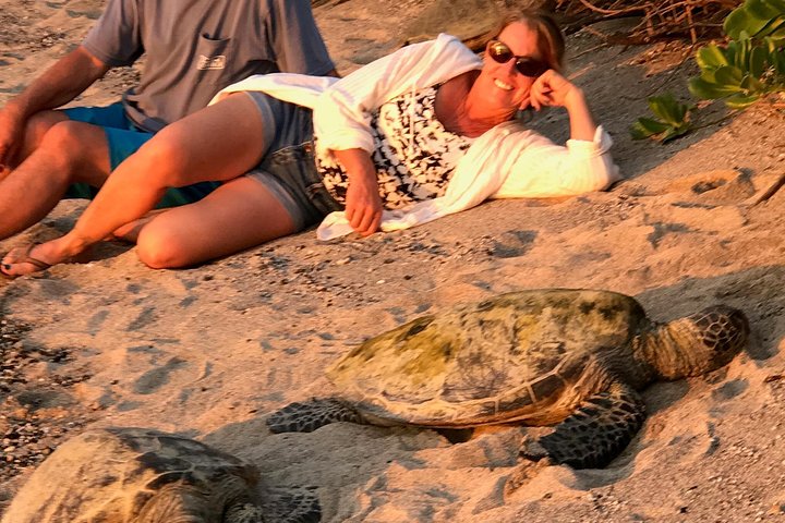 Kona Shore Excursion: Hawaiian Sea Turtles , Historic Kona & Coffee - Image 4
