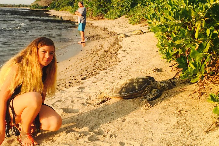 Kona Shore Excursion: Hawaiian Sea Turtles , Historic Kona & Coffee - Image 5