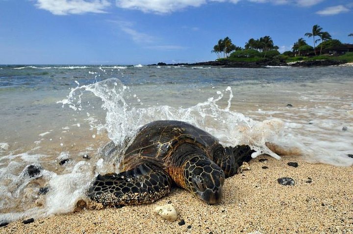 Kona Shore Excursion: Hawaiian Sea Turtles , Historic Kona & Coffee - Image 1