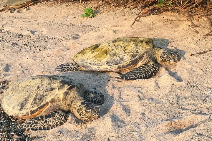 Kona Shore Excursion: Hawaiian Sea Turtles , Historic Kona & Coffee - Image 2