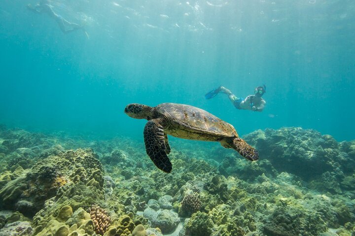 Kona Shore Excursion: Wild Dolphin - Reefs -Sea Caves - (Small Group) - Image 2