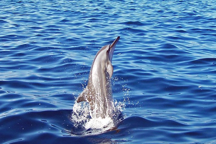 Kona Shore Excursion: Wild Dolphin - Reefs -Sea Caves - (Small Group) - Image 4