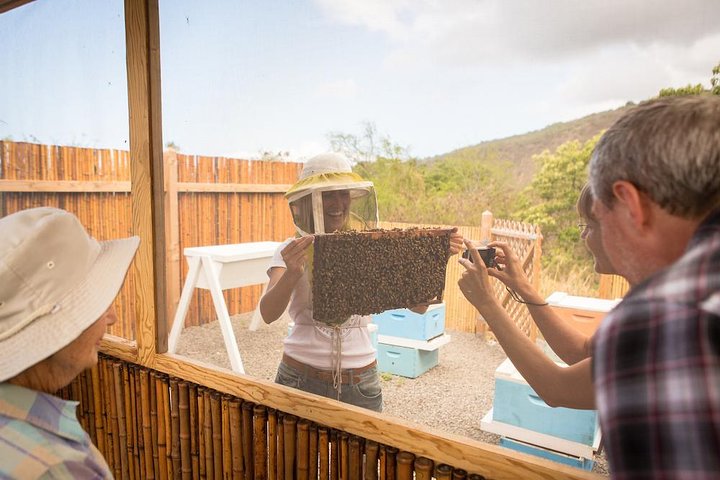 Kona Tour: Coffee Plantation, Kealakekua Bay, Kaloko-Honokohau Park, and Bee Farm - Image 2