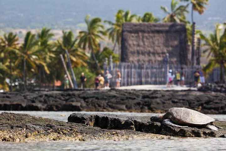 Kona Tour: Coffee Plantation, Kealakekua Bay, Kaloko-Honokohau Park, and Bee Farm - Image 5