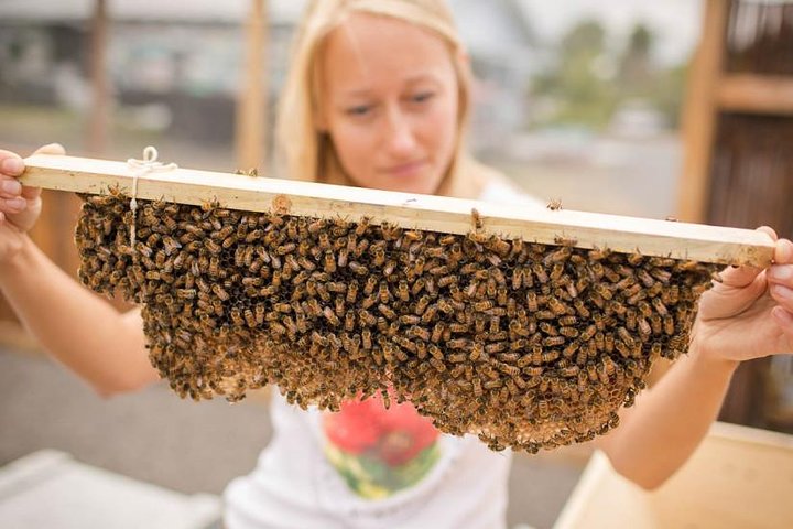 Kona Tour: Coffee Plantation, Kealakekua Bay, Kaloko-Honokohau Park, and Bee Farm - Image 1
