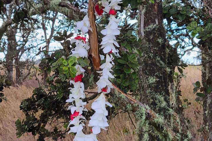 Port of Hilo to Volcano Tour - Image 2