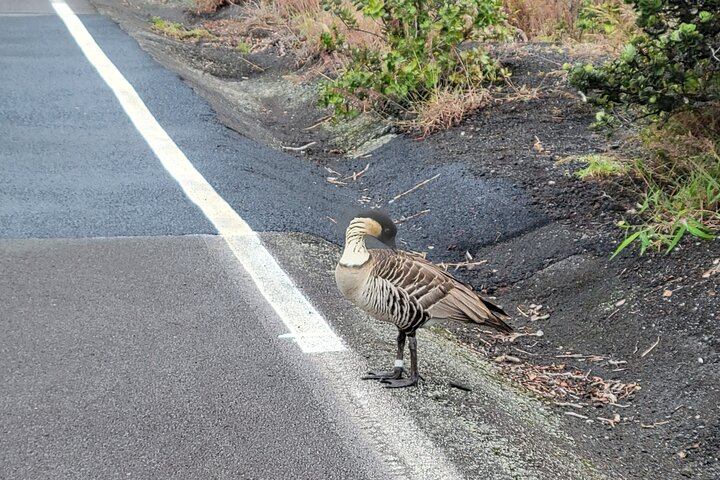 Port of Hilo to Volcano Tour - Image 3