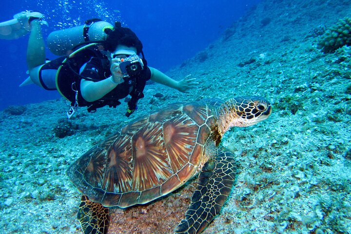 Private Guided Shore Dive - Image 2