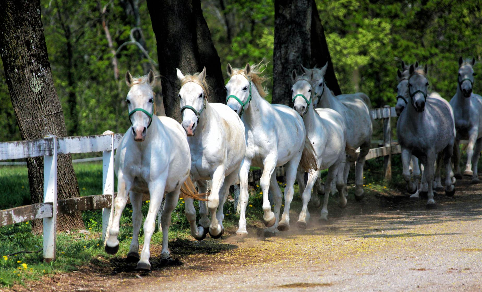 Lipica Stud Farm & Skocjan Caves - Image 1