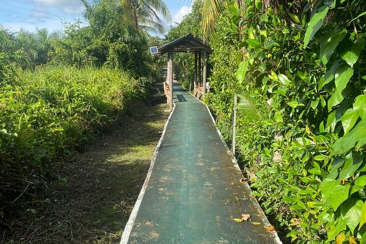 Borneo (Klias) River Cruise & Fireflies Tour - Image 3