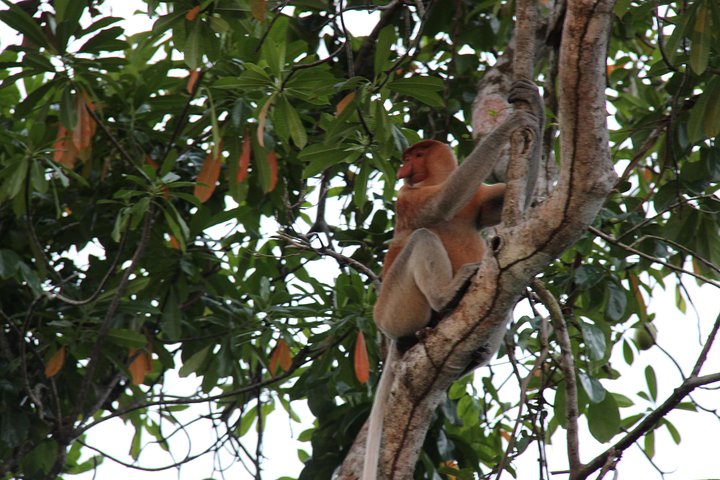 Borneo (Klias) River Cruise & Fireflies Tour - Image 1