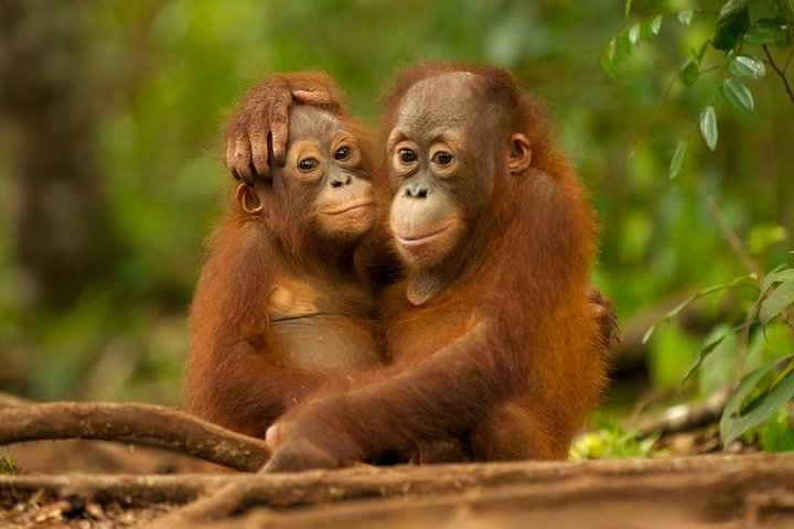 Day Trip Sepilok Orang-utan And City Tour - Image 1