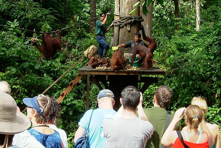 Day Trip Sepilok Orang-utan And City Tour - Image 2