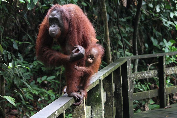 Day Trip Sepilok Orang Utan & Labuk Bay Proboscis Monkey - Image 3