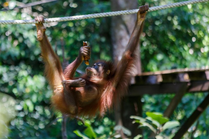 Day Trip Sepilok Orang Utan & Labuk Bay Proboscis Monkey - Image 2