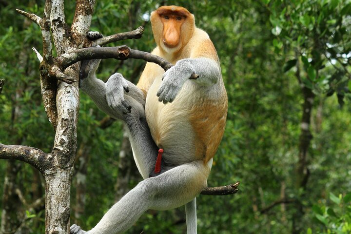 Day Trip Sepilok Orang Utan & Labuk Bay Proboscis Monkey - Image 1