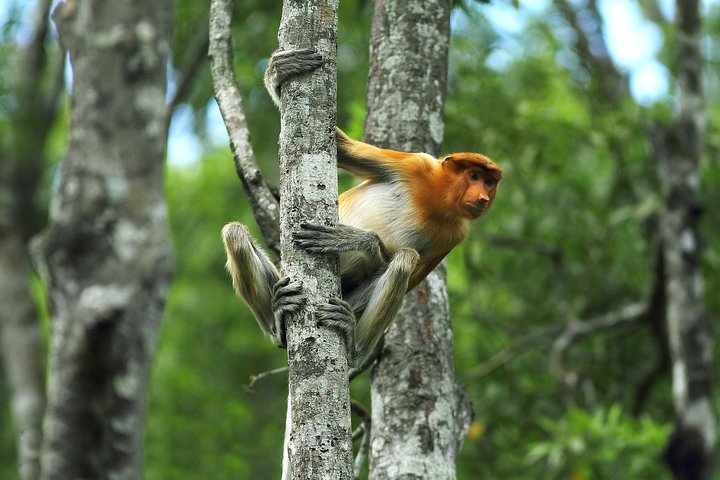 Day Trip Sepilok Orang Utan & Labuk Bay Proboscis Monkey - Image 4