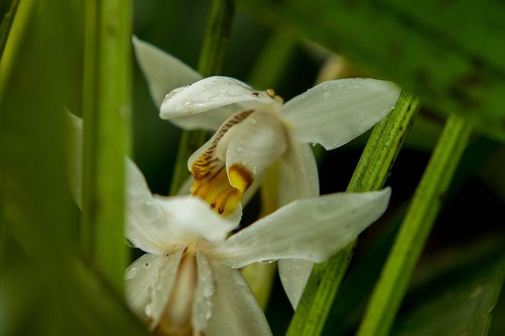 Full-Day Kinabalu Park and Poring Hot Spring Day Trip - Image 4