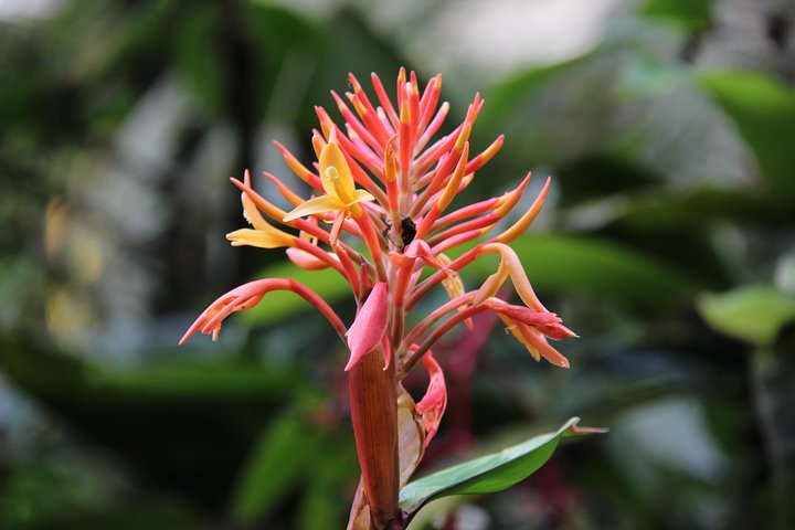 National (Kinabalu Park) & Poring Hotspring Tour - Image 3