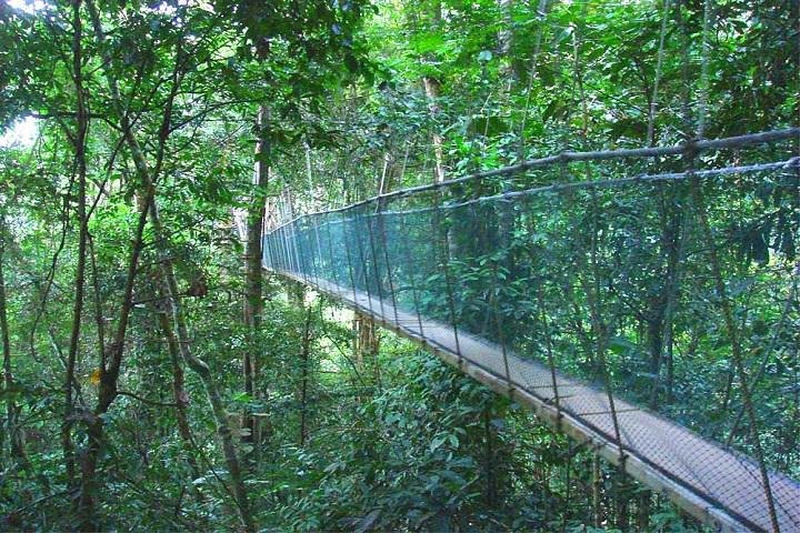 Private Full Day Kinabalu National Park Tour with Canopy Walk Including Lunch - Image 3