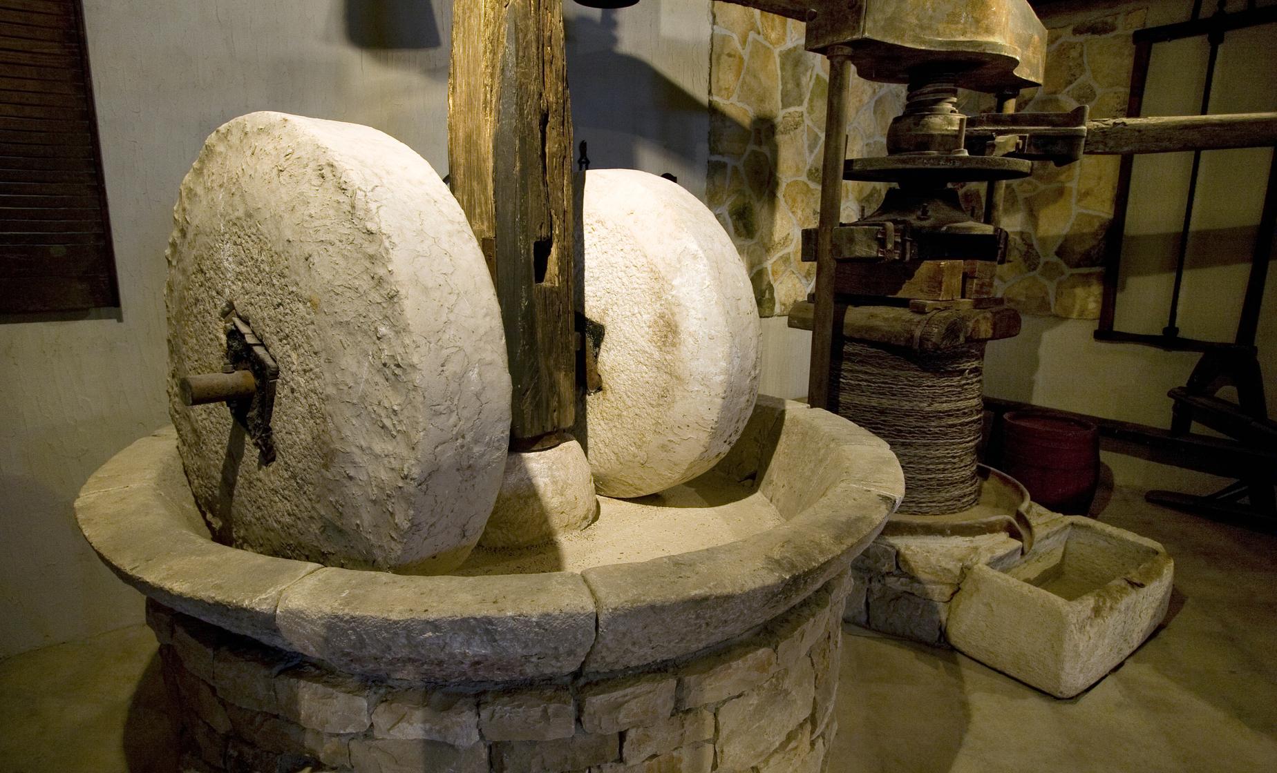 The Ancient Olives of Montenegro - Image 1
