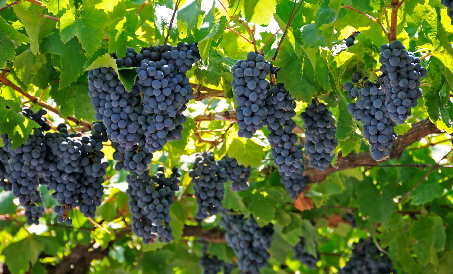 Wine and Culinary Tour - Image 1