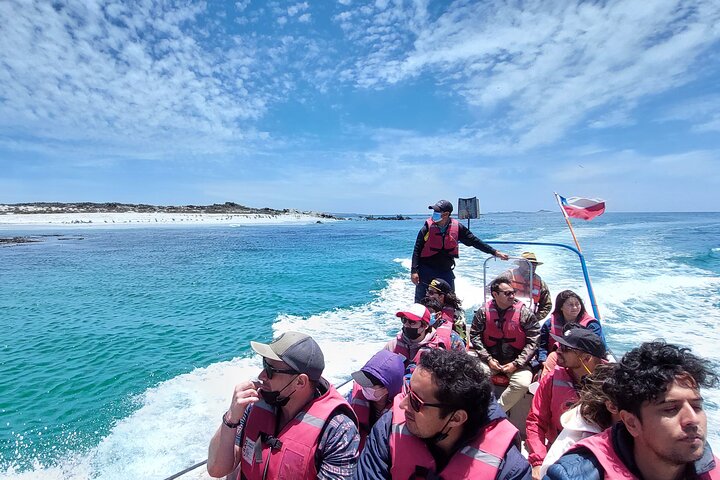 Dama Island or Chañaral Navigation Tour Humboldt Penguin Reserve - Image 2
