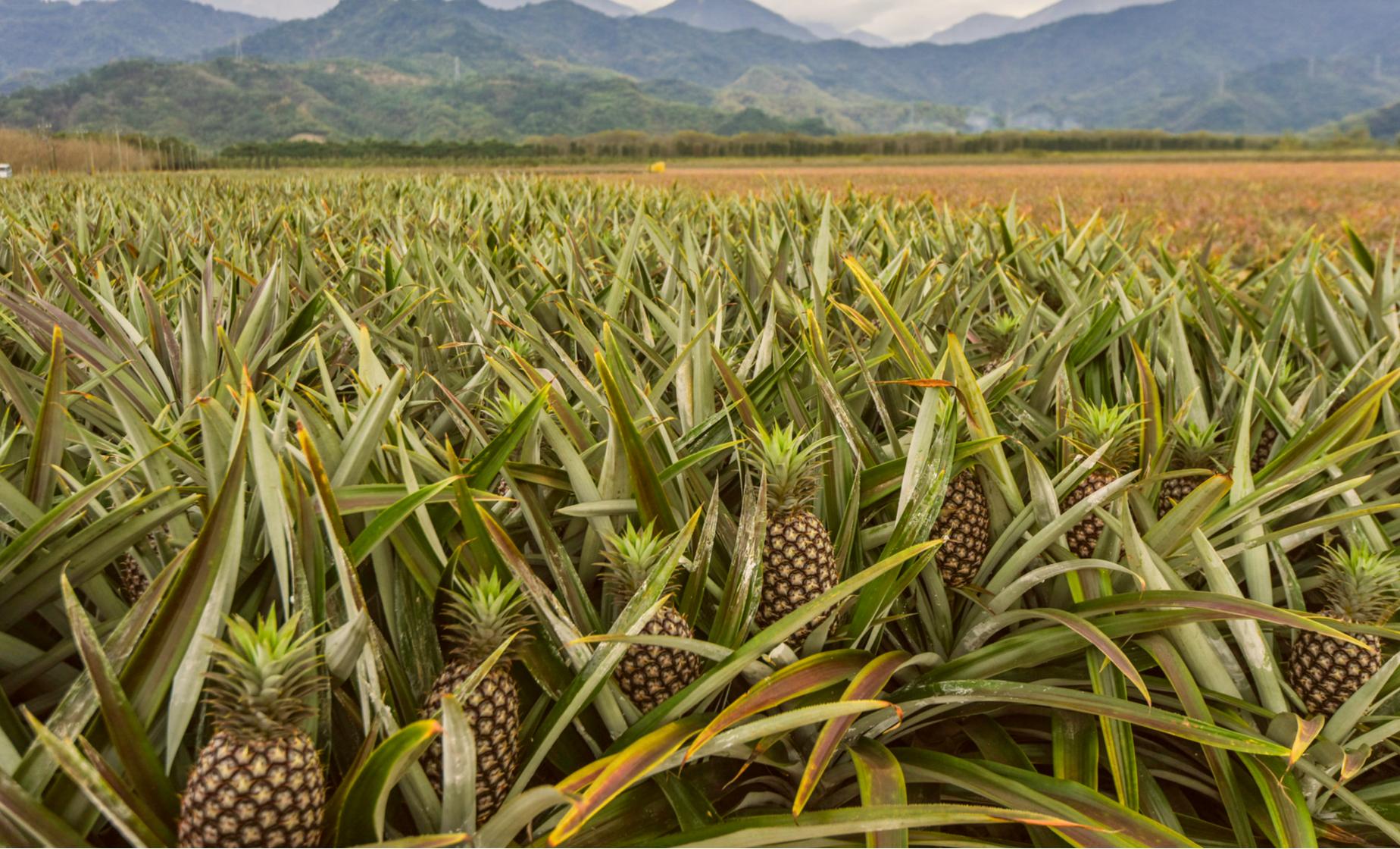 Private Best Highlights of Maui - Image 1