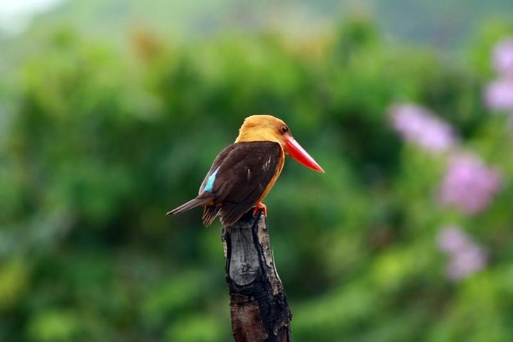 Afternoon Birdwatching Tour in Langkawi - Image 1