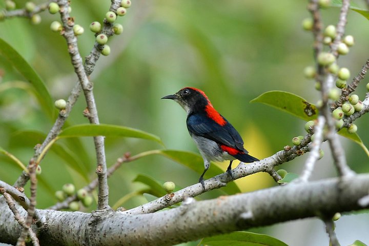 Afternoon Birdwatching Tour in Langkawi - Image 2