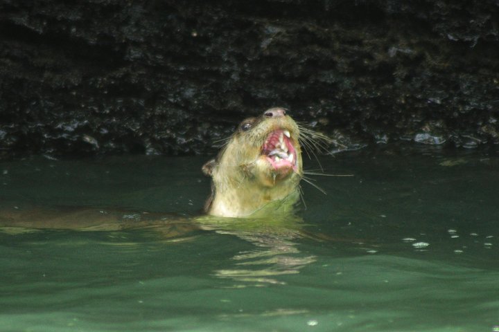 Full-Day Mangrove Safari Boat Tour in Langkawi - Image 2