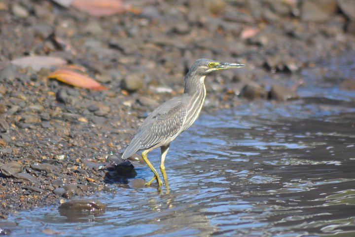 Full-Day Mangrove Safari Boat Tour in Langkawi - Image 3