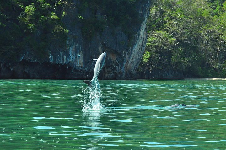 Full-Day Mangrove Safari Boat Tour in Langkawi - Image 5