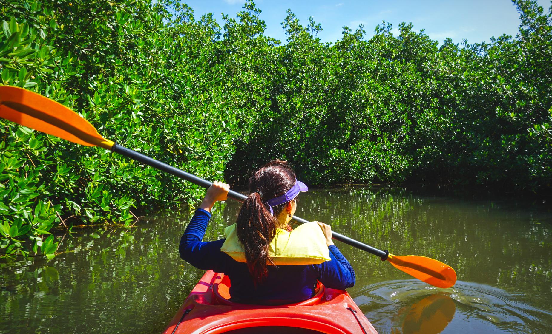 Kayaking the Mangroves - Image 1