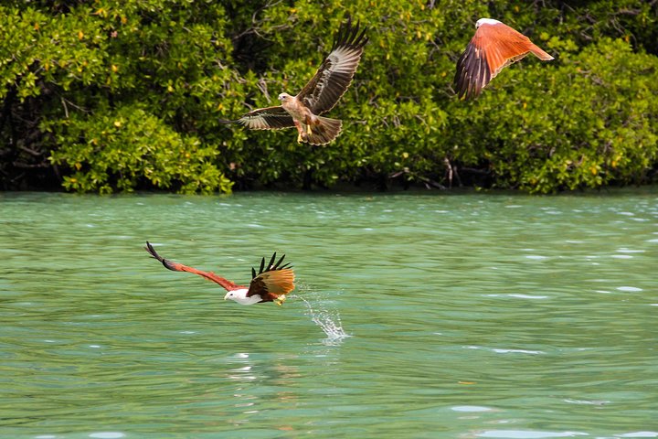 Langkawi Half Day Mangrove Tour - Sharing Basis  - Image 2