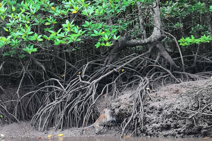 Langkawi Half Day Mangrove Tour - Sharing Basis  - Image 3