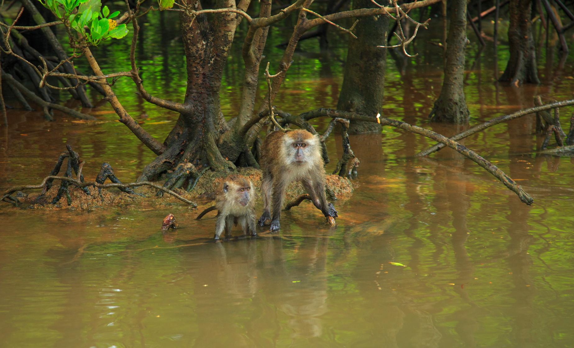 Private Mangrove and Eagle Watching Adventure - Image 1