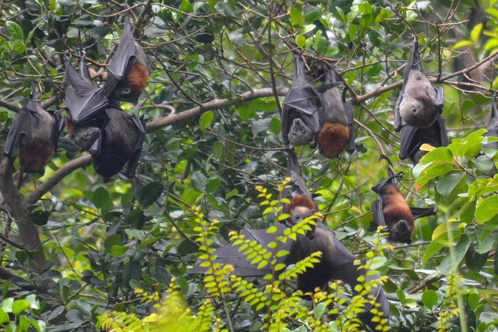 Private Tour : Langkawi Mangrove Kilim UNESCO Geopark & Cave Exploration - Image 5