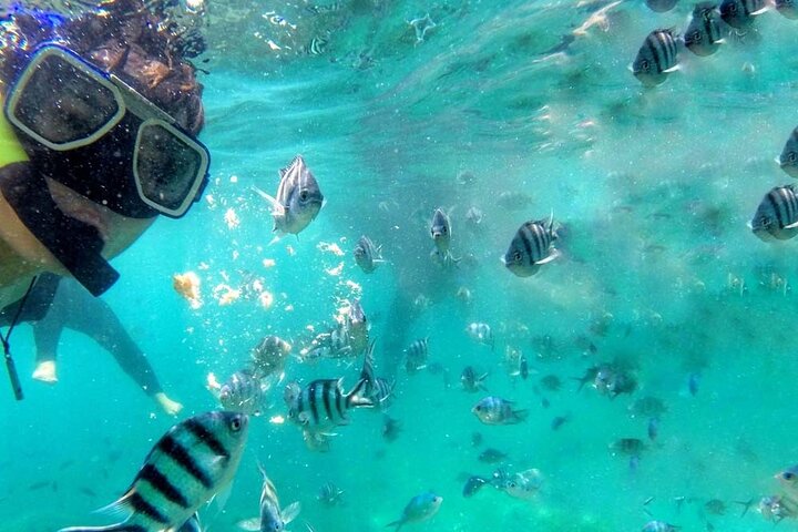 Pulau Payar Snorkeling Tour in Langkawi - Image 5