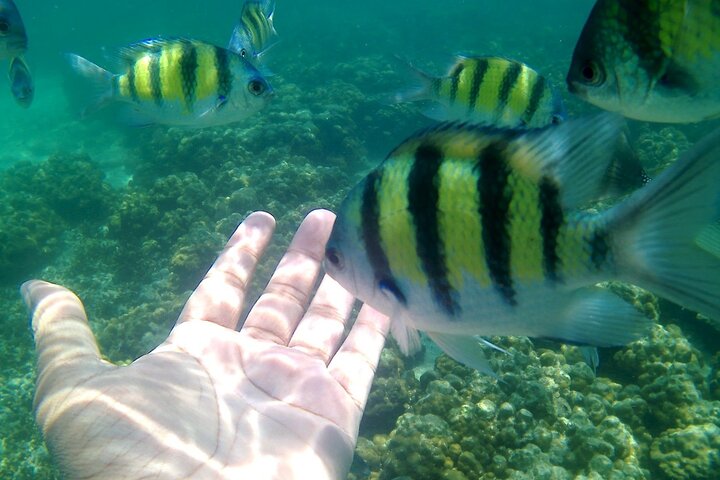 Pulau Payar Snorkeling Tour in Langkawi - Image 4