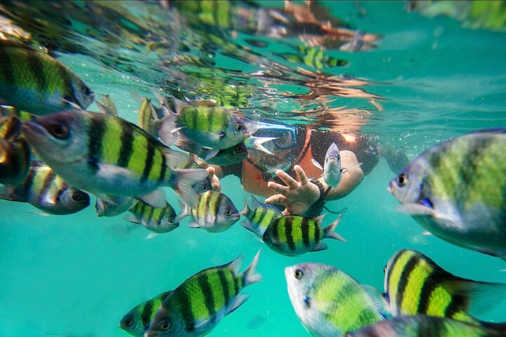 Pulau Payar Snorkeling Tour in Langkawi - Image 1