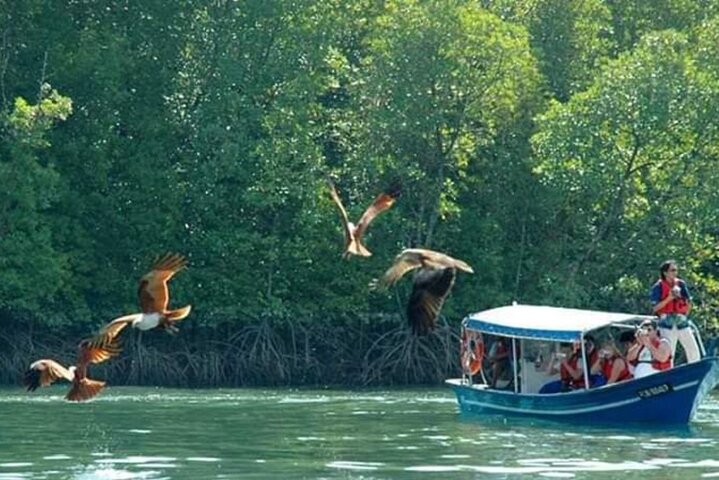 Sharing Half Day Kilim Geoforest Park Mangrove Boat Tour - Image 1