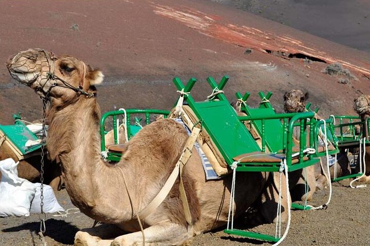 Grand Tour to Timanfaya and Jameos del Agua for cruise passengers - Image 5