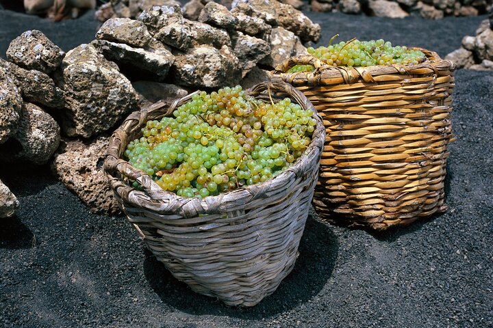 Lanzarote La Geria Vineyards Small Group Walking Tour - Image 5
