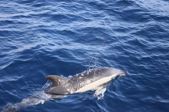 Lobos Island - The dolphin route - Image 5