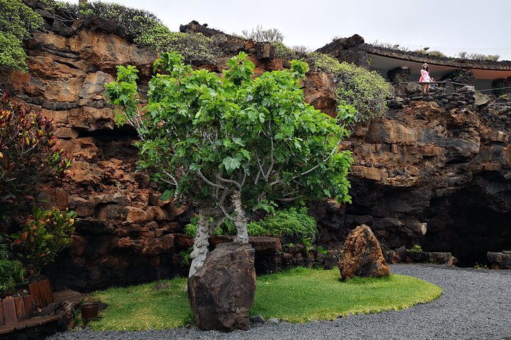 Tour of Jameos del Agua Viewpoint and Valley of 1000 Palm Trees for cruise passengers - Image 5