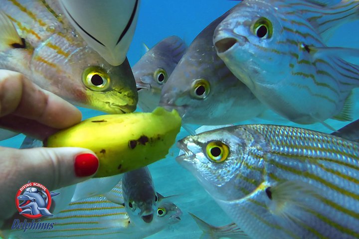Snorkeling From Boat & Visiting Puerto de Mogan - Image 5