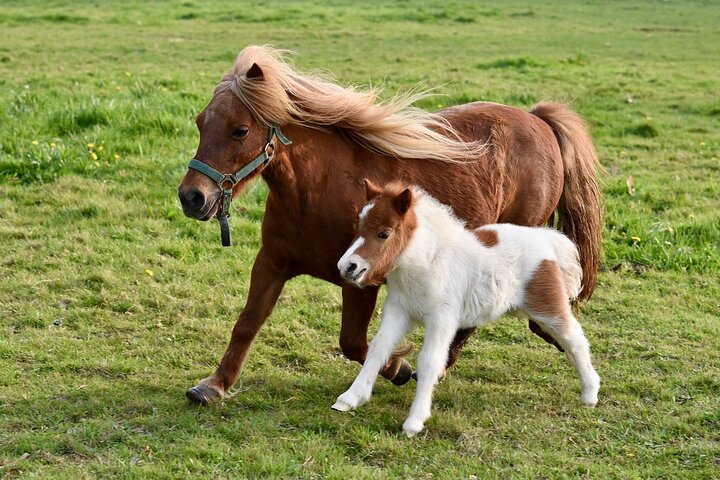 Half Day Private Tour with Puffins, Ponies and Past Shetland - Image 3