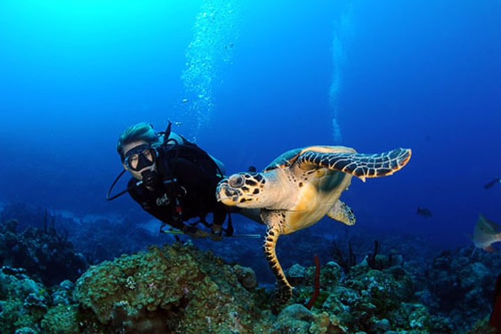 Scuba Diving at Paphos (Shore Dives) - Image 2